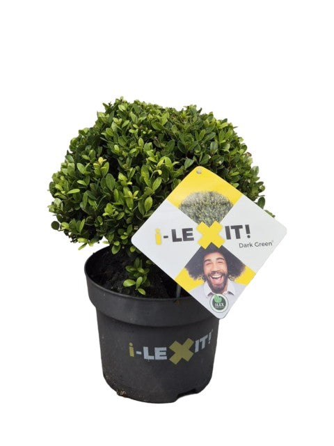 Ilex crenata Dark Green Ball 2L/3L/5L/7.5L -