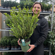 Ilex crenata 'Jenny' 4L (70-80cm inc. growers pot) -