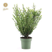 Ilex crenata 'Jenny' 4L (70-80cm inc. growers pot) -