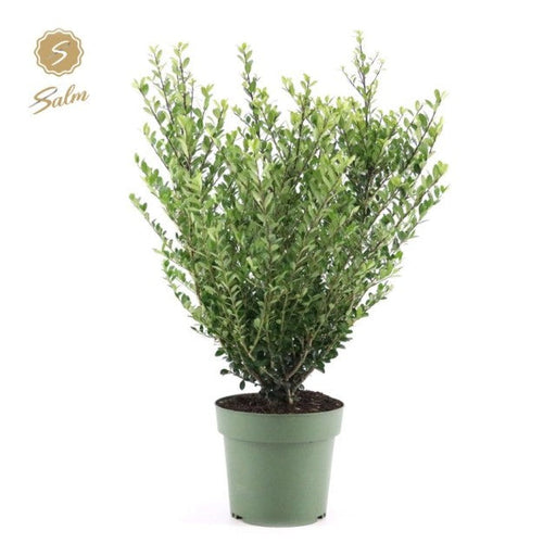 Ilex crenata 'Jenny' 4L (70-80cm inc. growers pot) -