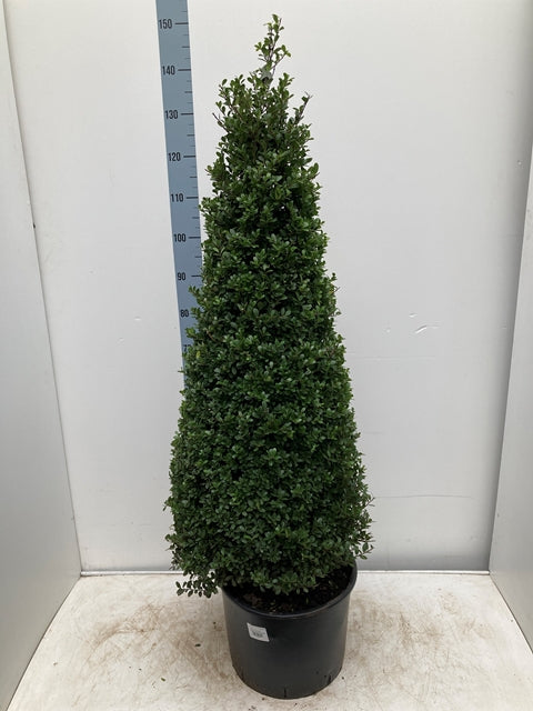 2 x Ilex 'Dark Green' Cones 20L 140-150cm inc. pot -