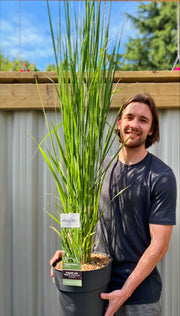 Panicum virigatum Northwind 9cm / 2L / 12L -