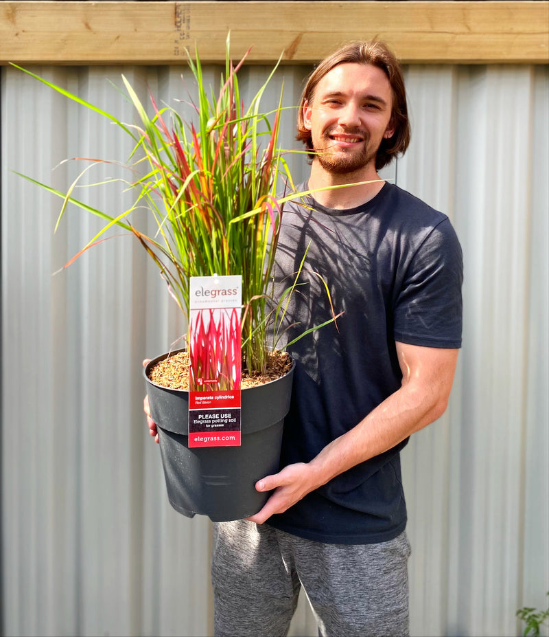 Imperata cylindrica Red Baron (Japanese Blood Grass) 9cm/2L/3L/7.5L -