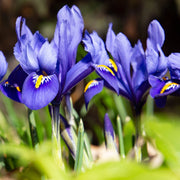 Dwarf Iris 'Reticulata Blue' (8 Bulbs) -