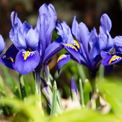 Dwarf Iris 'Reticulata Blue' (8 Bulbs) -