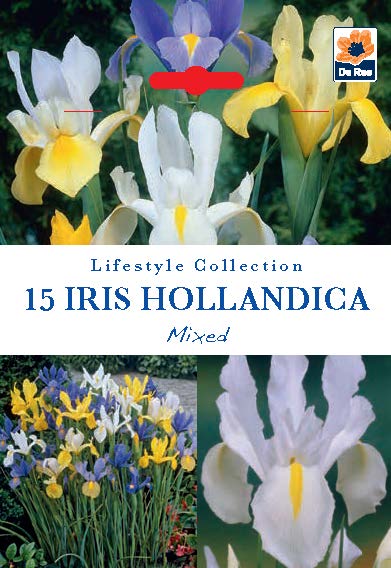 Iris Hollandica Bulbs Mix - Dutch Iris Bulbs (15 Bulbs) -