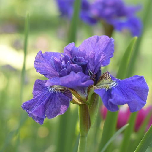 Iris sibirica 'Concord Crush' 2L -