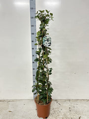 Evergreen Star Jasmine | Trachelospermum jasminoides | Climber -