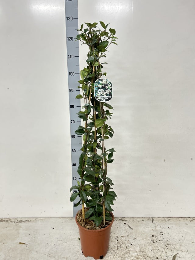 Evergreen Star Jasmine | Trachelospermum jasminoides | Climber -