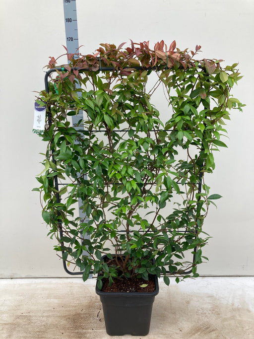 Evergreen Jasmine on Frame (Trachelospermum) 5ft - 160cm -
