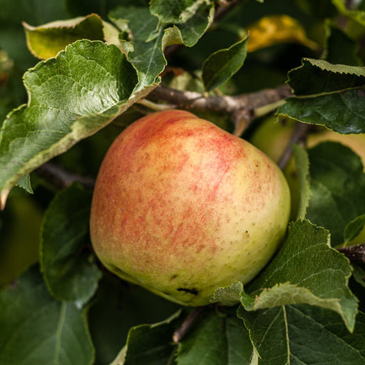 Dwarf/Patio Apple Tree - Dometica 'Jonagold' (2 Sizes) -