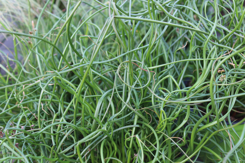 Juncus effusus var. spiralis (Corkscrew rush) - MP065 Packs