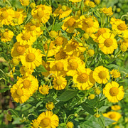 Helenium 'Kanaria' 1L -