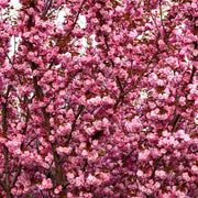 Ornamental Flowering Cherry Blossom Tree Dwarf - Prunus serrulata 'Kanzan' (2 Sizes Available) -