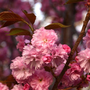 Ornamental Flowering Cherry Blossom Tree Dwarf - Prunus serrulata 'Kanzan' (2 Sizes Available) -
