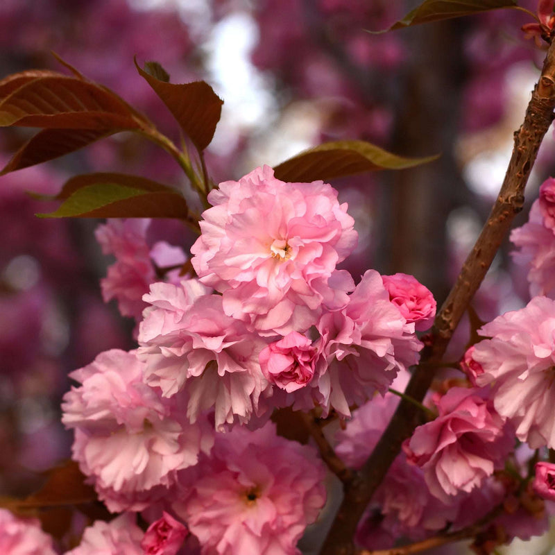 Ornamental Flowering Cherry Blossom Tree Dwarf - Prunus serrulata 'Kanzan' (2 Sizes Available) -