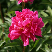 Peony 'Karl Rosenfield' 1L -