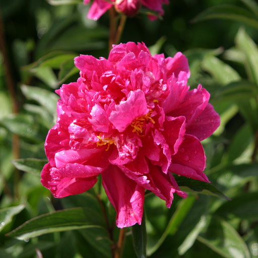 Peony 'Karl Rosenfield' 1L -