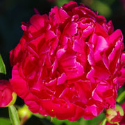 Peony 'Karl Rosenfield' 1L -