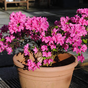 Azalea 'Kermesina Rose' 1L -