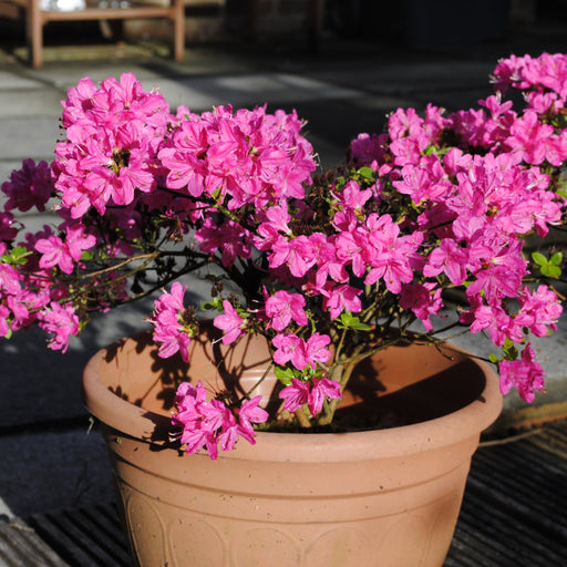 Azalea 'Kermesina Rose' 1L -