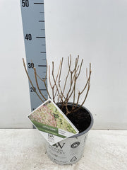 Hydrangea paniculata 'Little Lime' 3L / 5L -