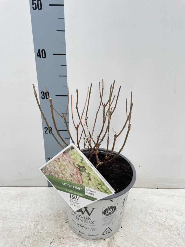 Hydrangea paniculata 'Little Lime' 3L / 5L -