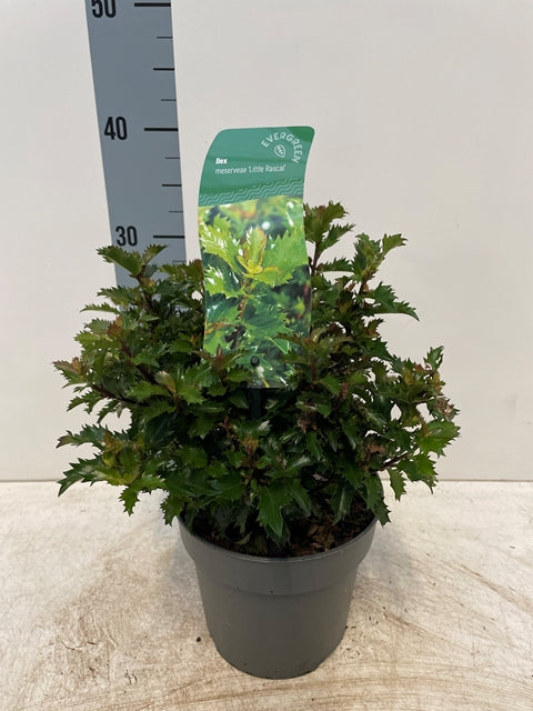 Ilex meserveae 'Little Rascal' Holly 2L -