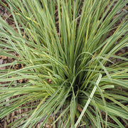 Lomandra longifolia 'White Sands' 9cm -