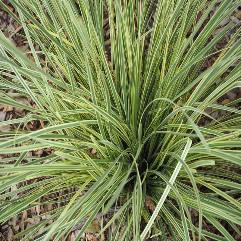 Lomandra longifolia 'White Sands' 9cm -