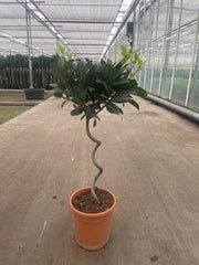 Corkscrew Twisted Stem Standard Bay Tree | Laurus nobilis | 50-60cm, 70-80cm (Multibuy Offers Available) -
