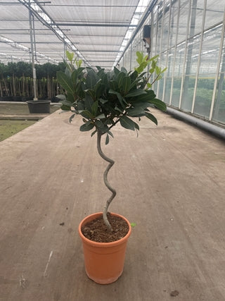 Corkscrew Twisted Stem Standard Bay Tree | Laurus nobilis | 50-60cm, 70-80cm (Multibuy Offers Available) -