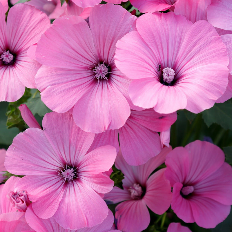 Lavatera 'Rosea' 9cm / 2L -