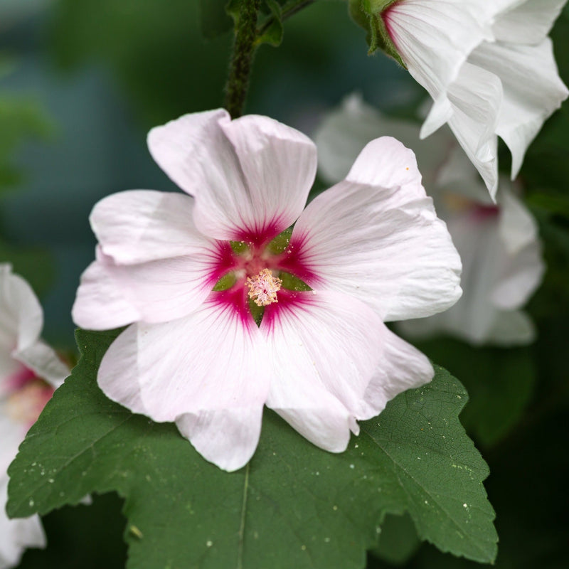 Lavatera 'Barnsley' 9cm / 2L -