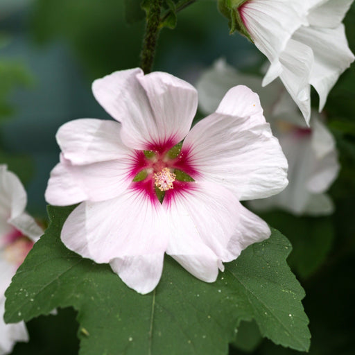 Lavatera 'Barnsley' 9cm / 2L -