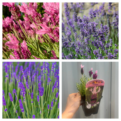 Mix of 3 x Lavender 9cm -