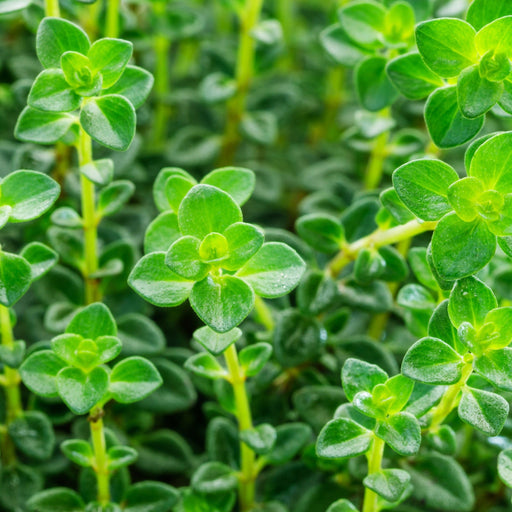 Lemon Thyme (Herb) 9cm -