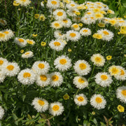 Leucanthemum Western Star 'Gemini' 9cm -