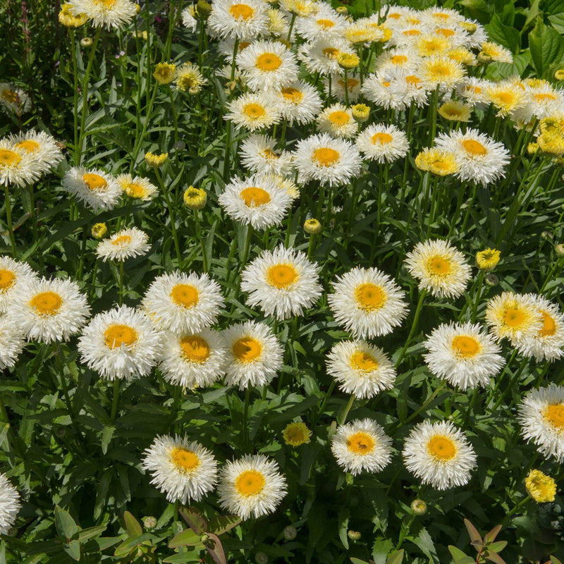 Leucanthemum Western Star 'Gemini' 9cm -
