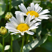 Leucanthemum 'Western Star Taurus' 1.5L -
