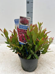 Leucothoe fontanesiana 'Little Flames' 2L -