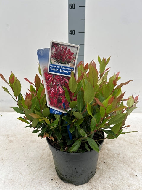 Leucothoe fontanesiana 'Little Flames' 2L -