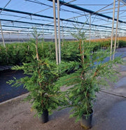 Potted Green Leylandii Hedging Conifers (Multi-buy Offers Available) -