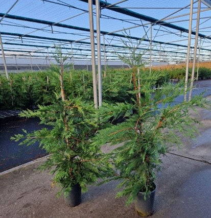 Potted Green Leylandii Hedging Conifers (Multi-buy Offers Available) -