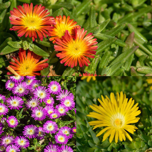 Delosperma 9cm (Our Choice) -