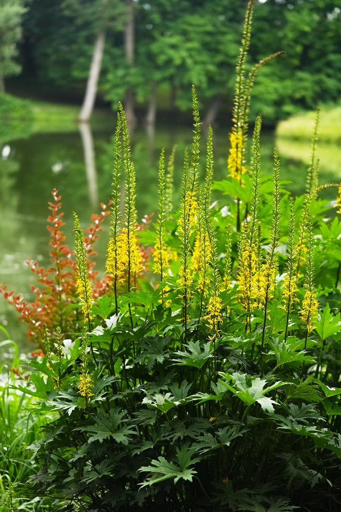 Ligularia przwalskii - BP070 Packs