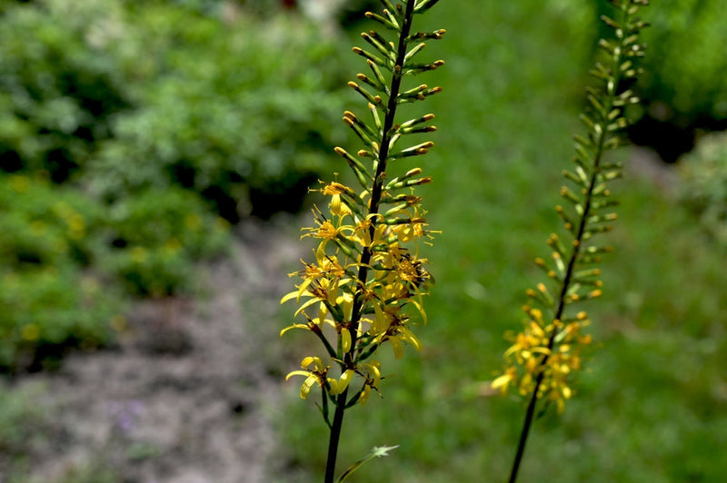 Ligularia przwalskii - BP070 Packs