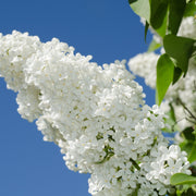 Syringa vulgaris Florent Stepman 2L -