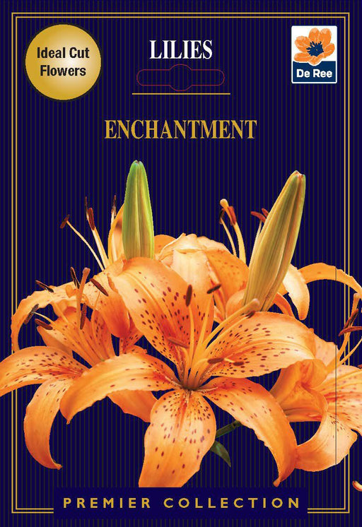 Lily | Lillium Enchantment | 2 Corms -