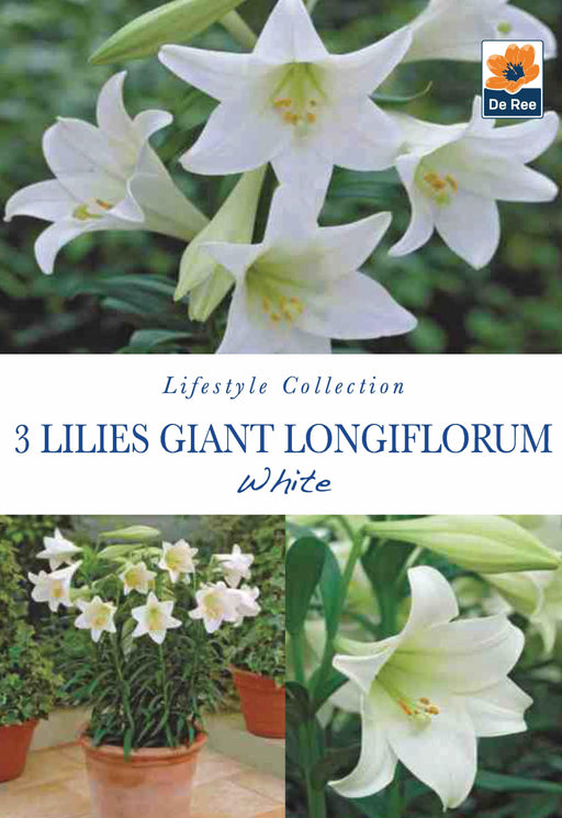 Lilies Giant longiflorum | White | 3 Bulbs -